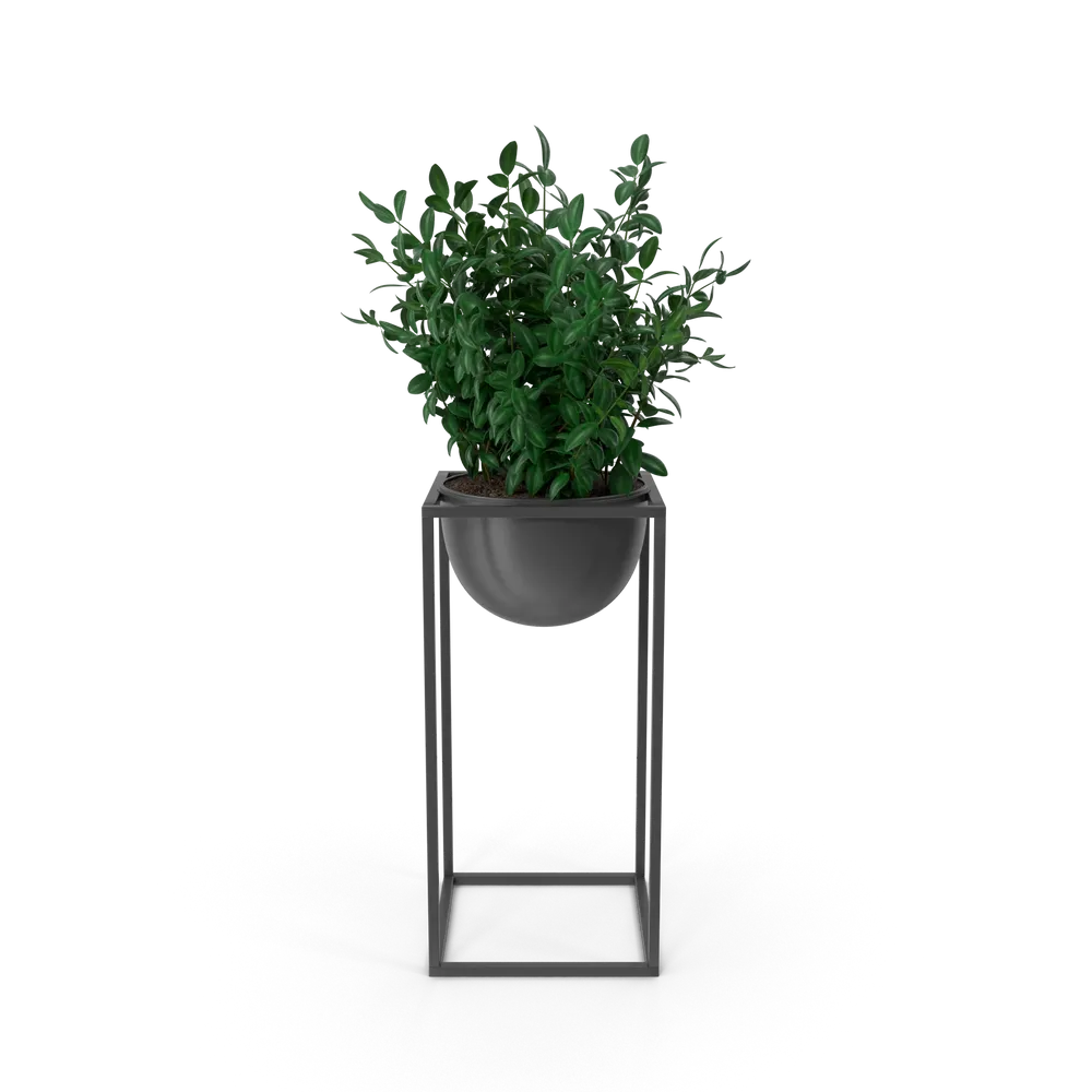 House Showpiece Plant 2