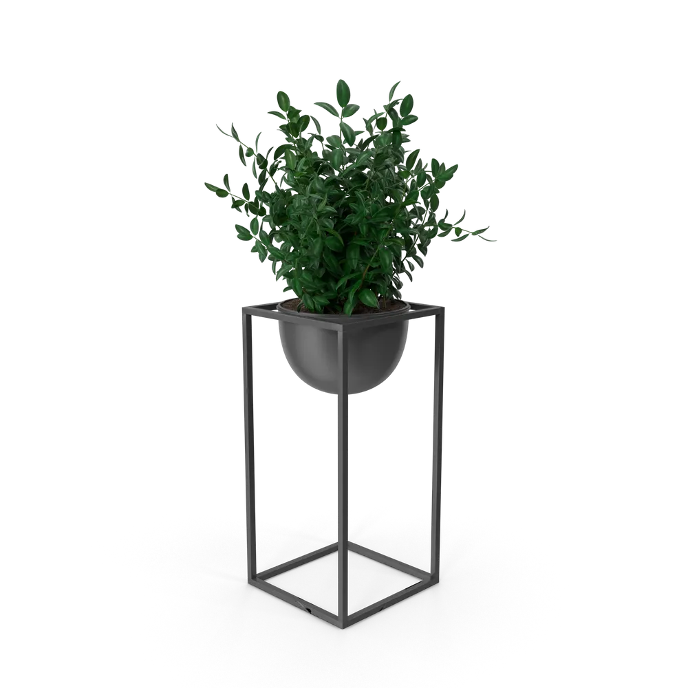House Showpiece Plant 3