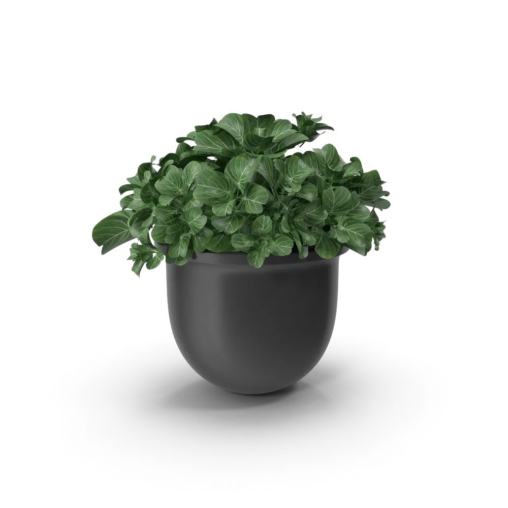 Plant Pot 2
